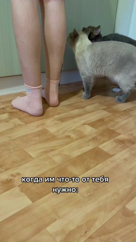 TikTok video thumbnail by saimodext