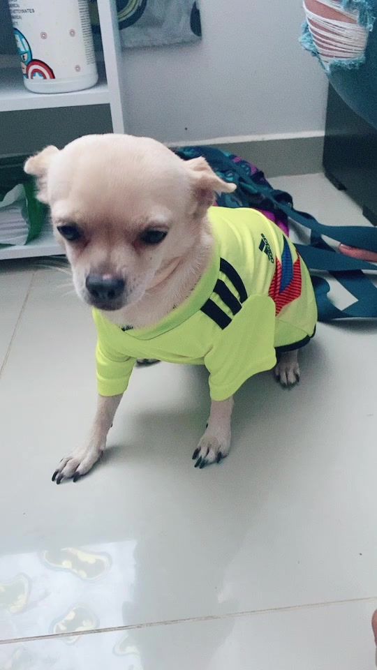 TikTok video thumbnail by ayudamiperro
