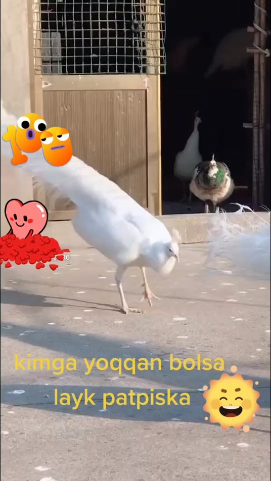TikTok video thumbnail by zolishkam1
