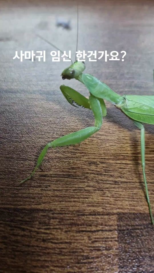 TikTok video thumbnail by user1381758484465