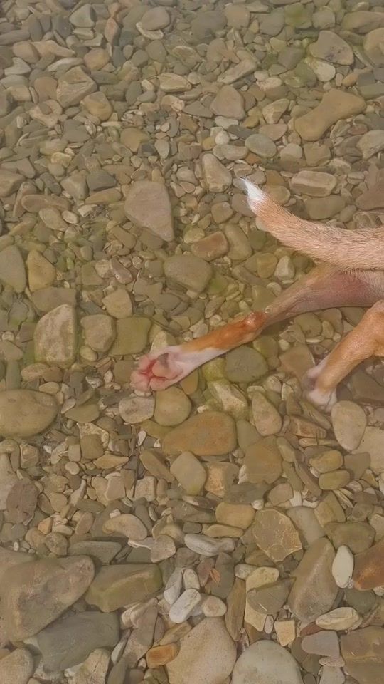 TikTok video thumbnail by salamandra88