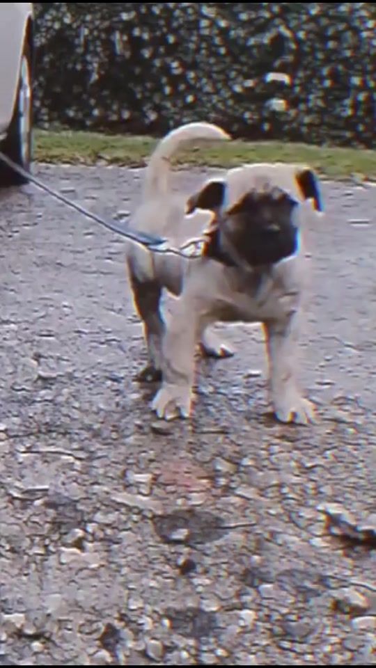 TikTok video thumbnail by _edits_animals1
