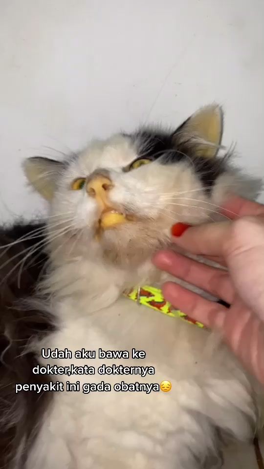 TikTok video thumbnail by bumbblegii