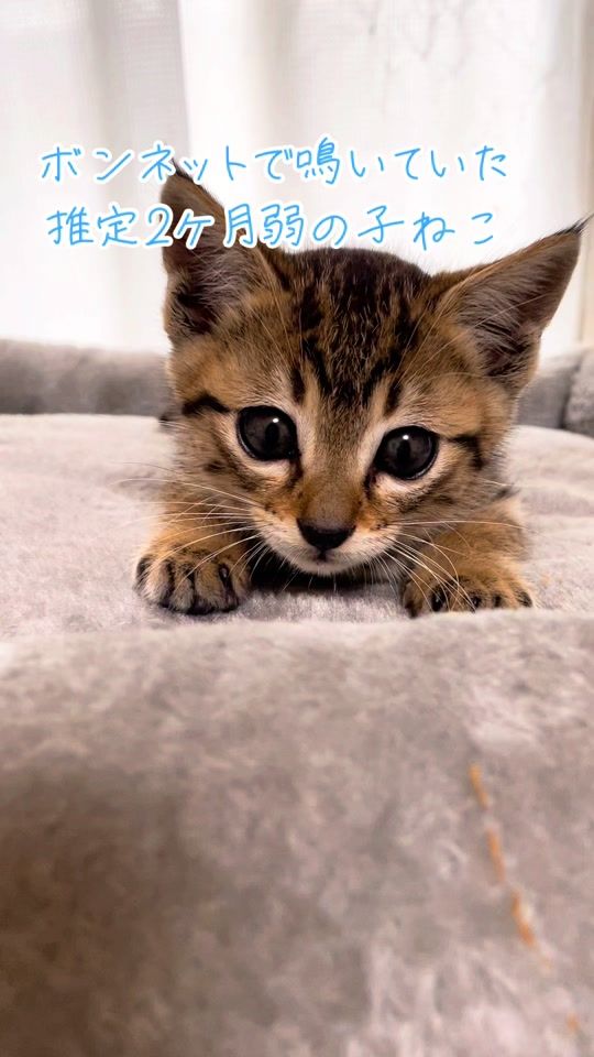 TikTok video thumbnail by ramu_rio