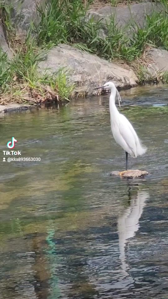 TikTok video thumbnail by kks893663030