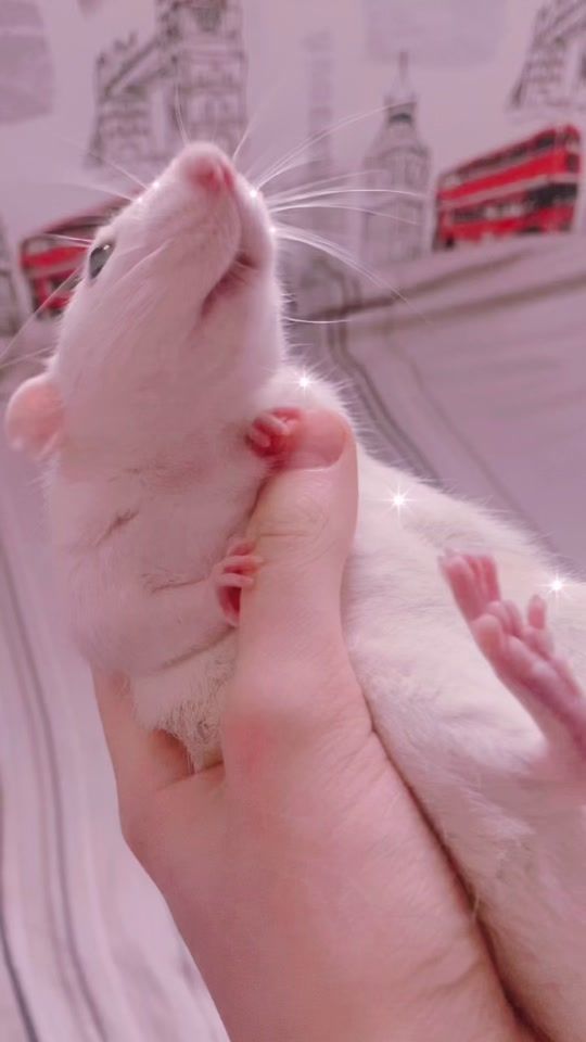 TikTok video thumbnail by rat_home_spb