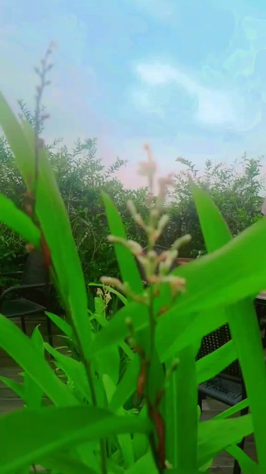 TikTok video thumbnail by jonimiaoficeal01