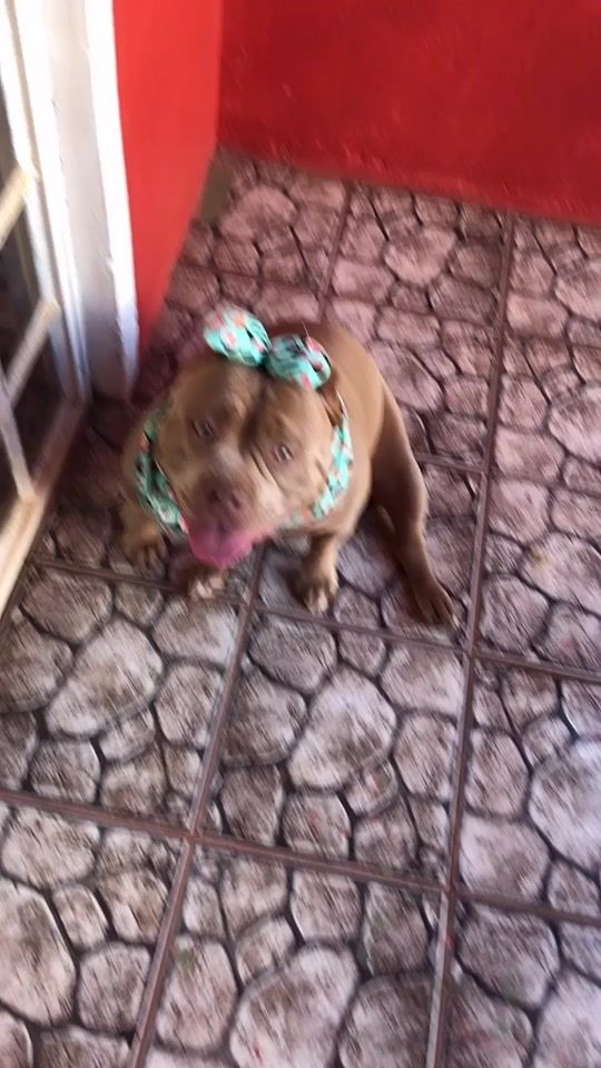 TikTok video thumbnail by milka_bully