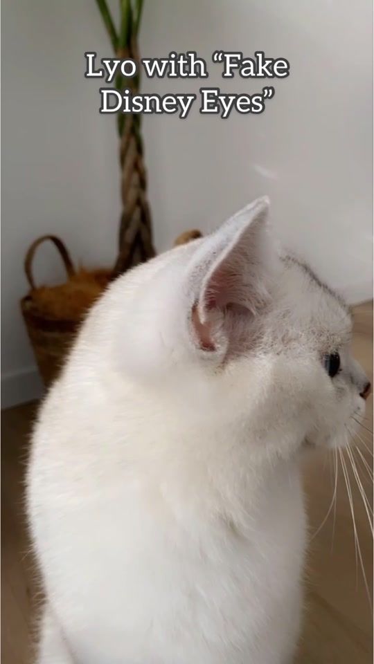 TikTok video thumbnail by lyothecat