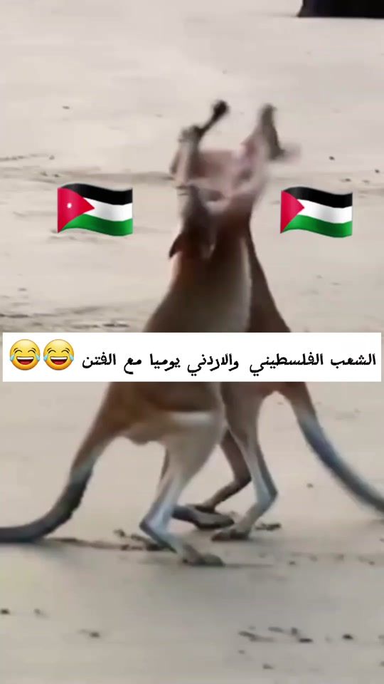 TikTok video thumbnail by ahmed...pl09