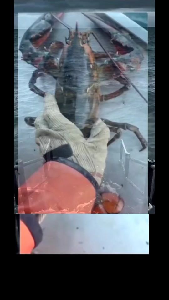 TikTok video thumbnail by vip_pumba228