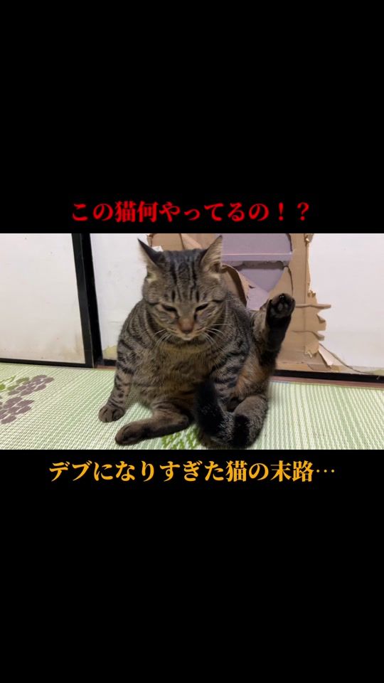 TikTok video thumbnail by nyanchanzu