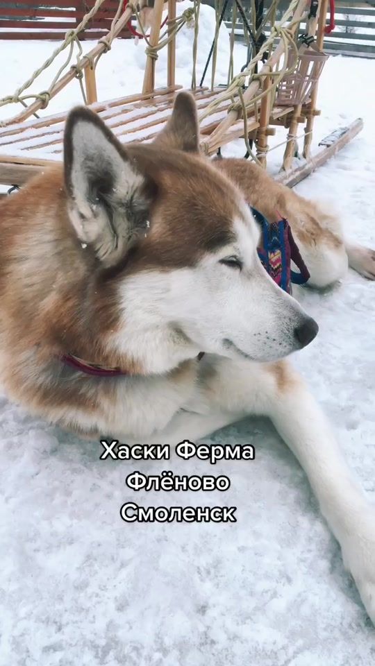 TikTok video thumbnail by huskyfermaliliant