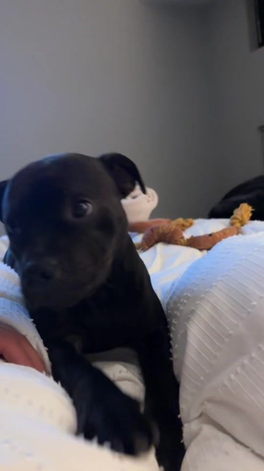 TikTok video thumbnail by bugzythestaffy