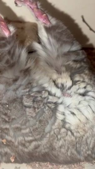 TikTok video thumbnail by chinslove