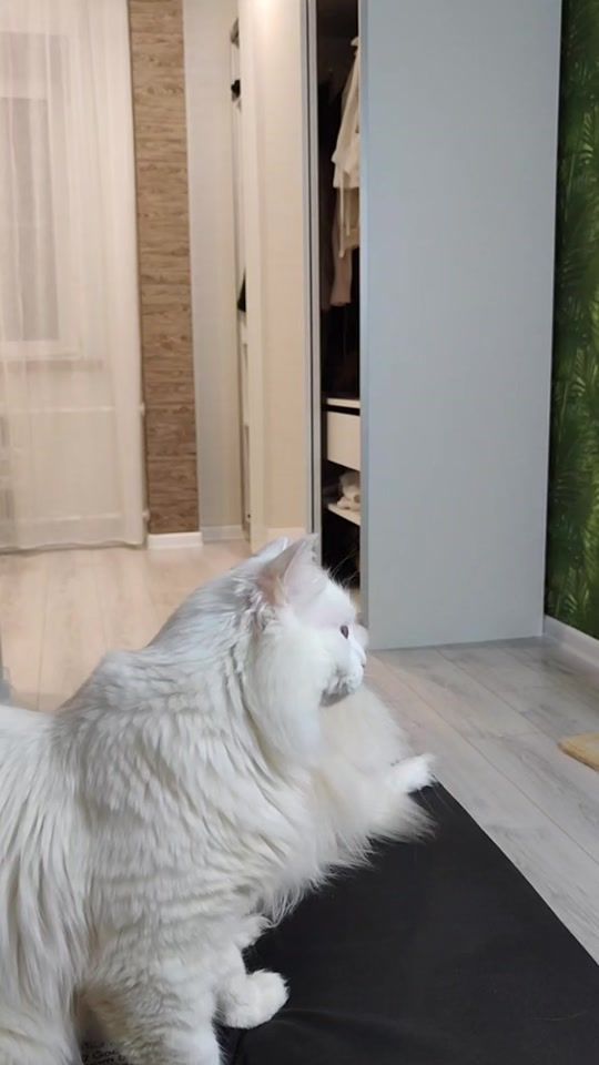 TikTok video thumbnail by catvankedisi