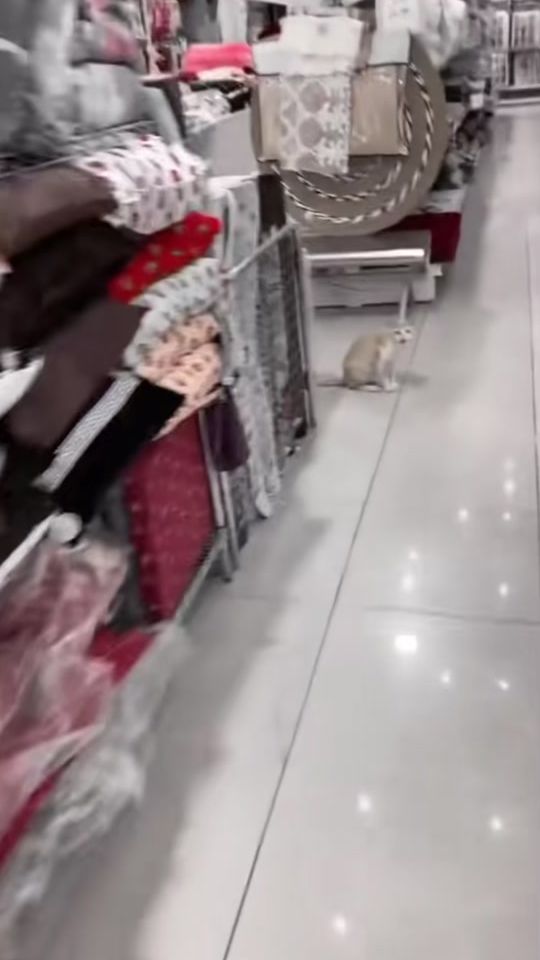 TikTok video thumbnail by rolohuevo0