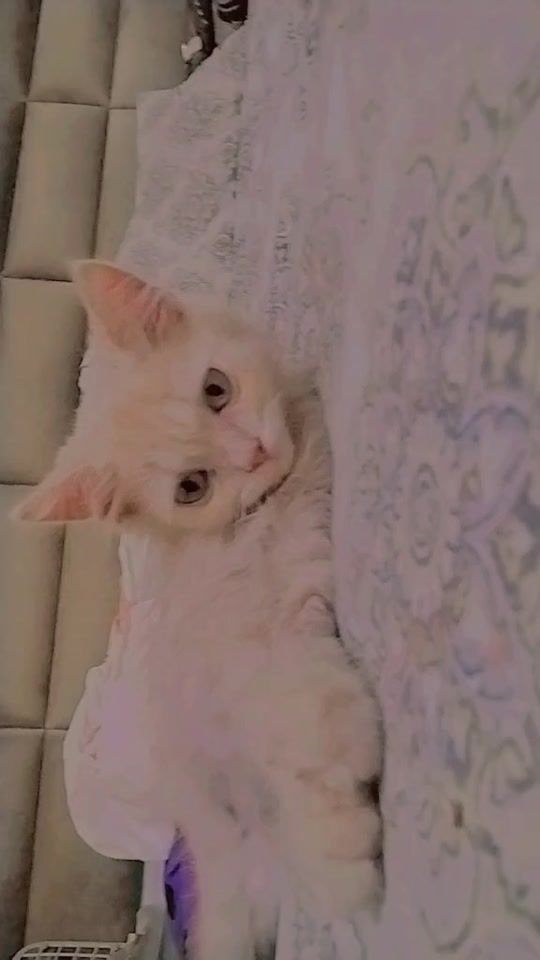 TikTok video thumbnail by rabiarajpot648
