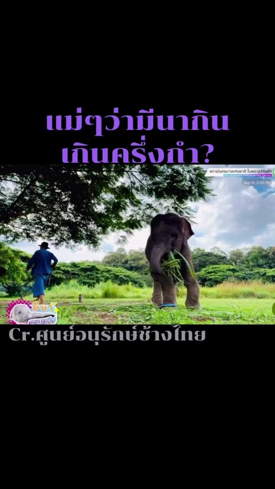 TikTok video thumbnail by nutt.lek