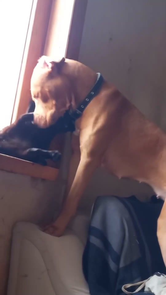 TikTok video thumbnail by koraa_apbt