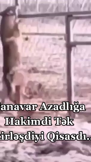TikTok video thumbnail by uvajena