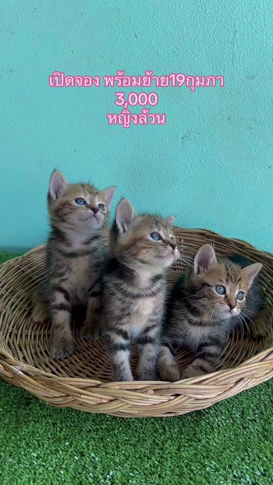 TikTok video thumbnail by cat_udonfarm