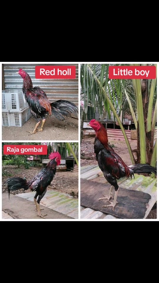 TikTok video thumbnail by mokz_bantalanfarm