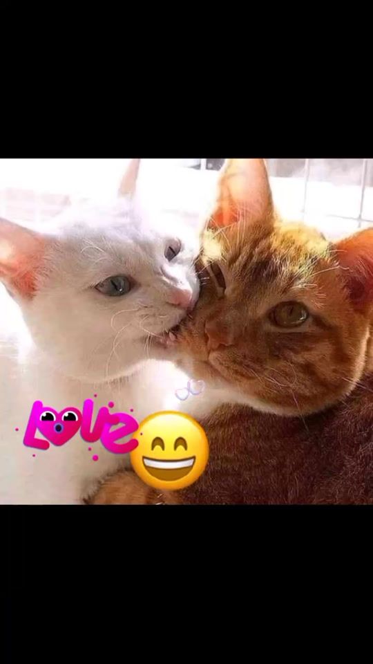 TikTok video thumbnail by rajae118