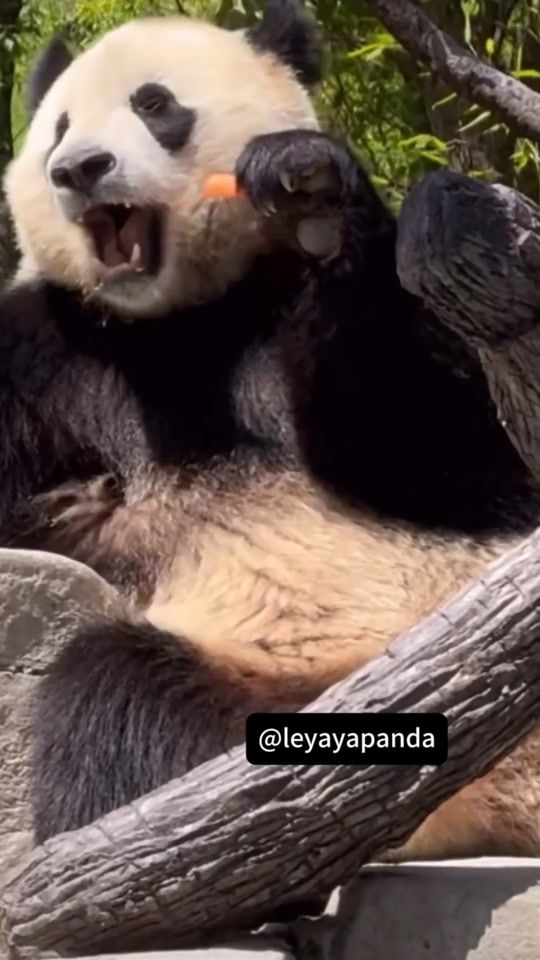 TikTok video thumbnail by leyayapanda