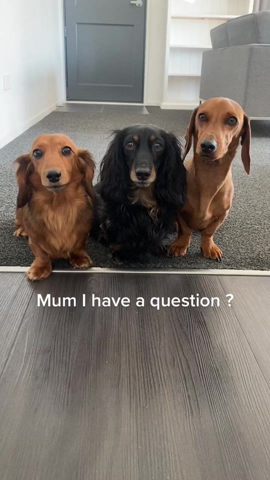 TikTok video thumbnail by lolabearandharley