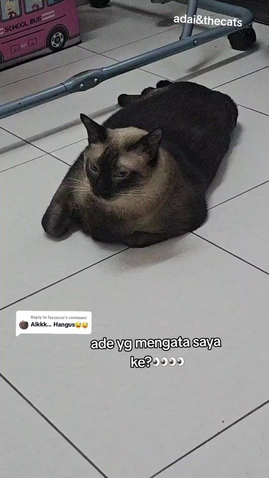 TikTok video thumbnail by adaiandthecats