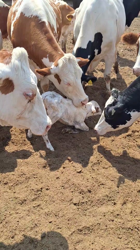 TikTok video thumbnail by vet.tek.koksal