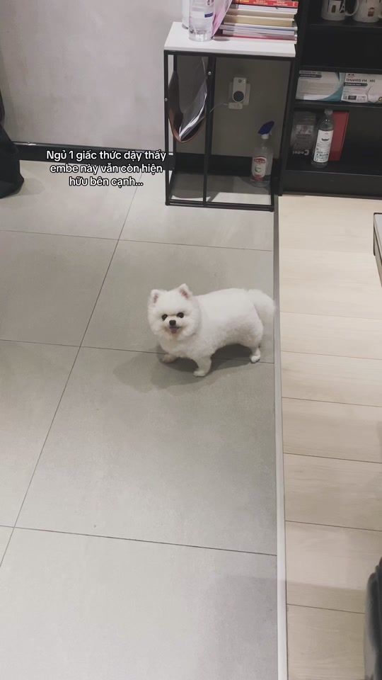 TikTok video thumbnail by joliemapdit