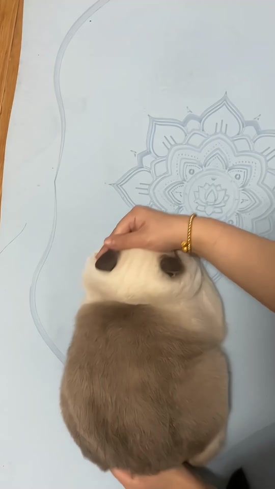 TikTok video thumbnail by petsfriend_0