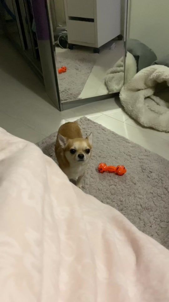 TikTok video thumbnail by chipschihuahua