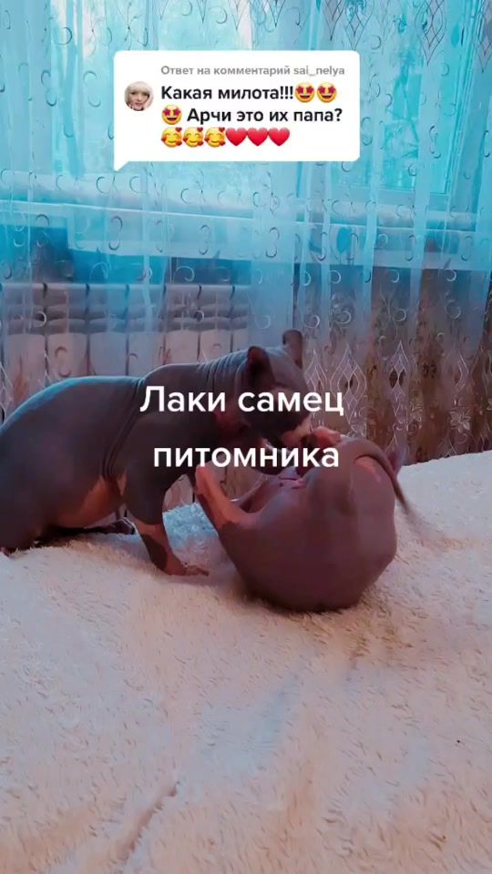 TikTok video thumbnail by catsjoy