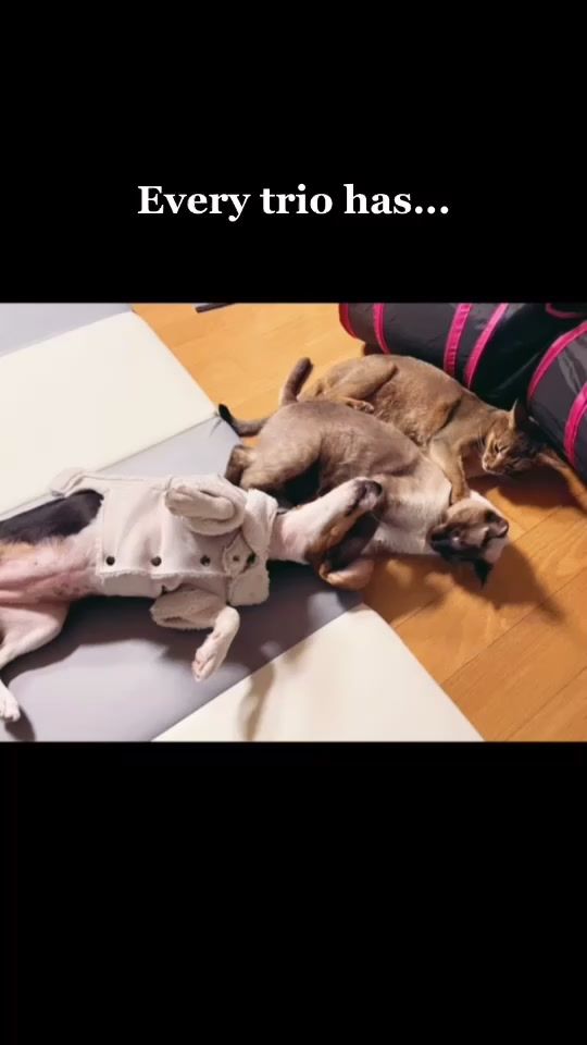 TikTok video thumbnail by kitchenbeat
