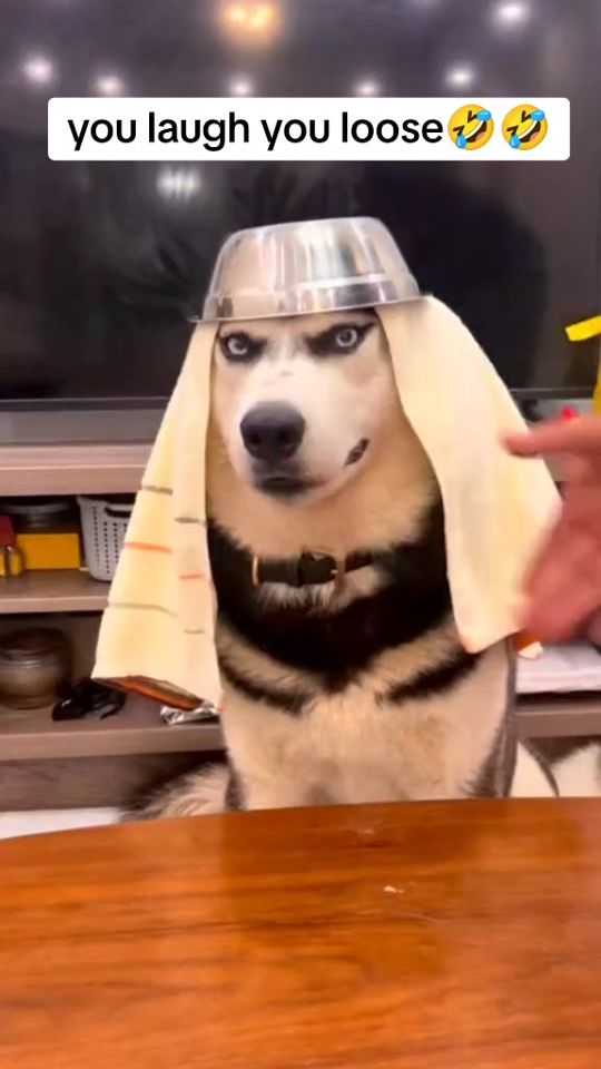 TikTok video thumbnail by ruffwoofyco