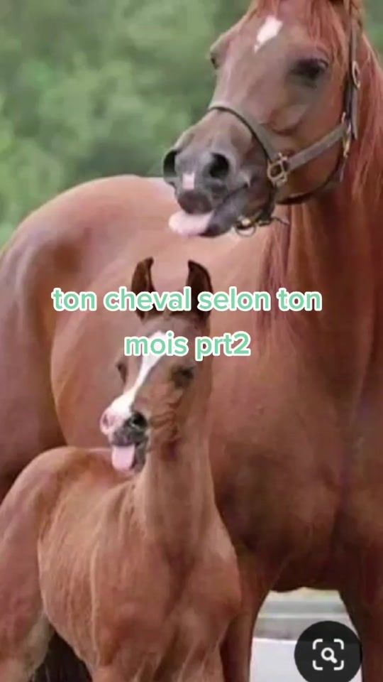 TikTok video thumbnail by elena_pbl