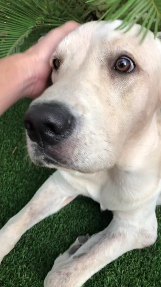TikTok video thumbnail by maepetsmx