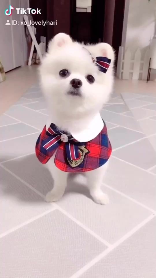TikTok video thumbnail by xo_hari_