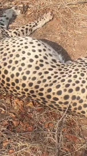 TikTok video thumbnail by barrywildlife