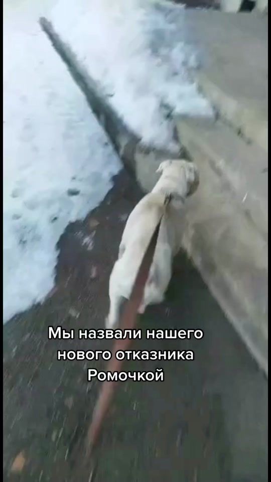 TikTok video thumbnail by helpbulldog