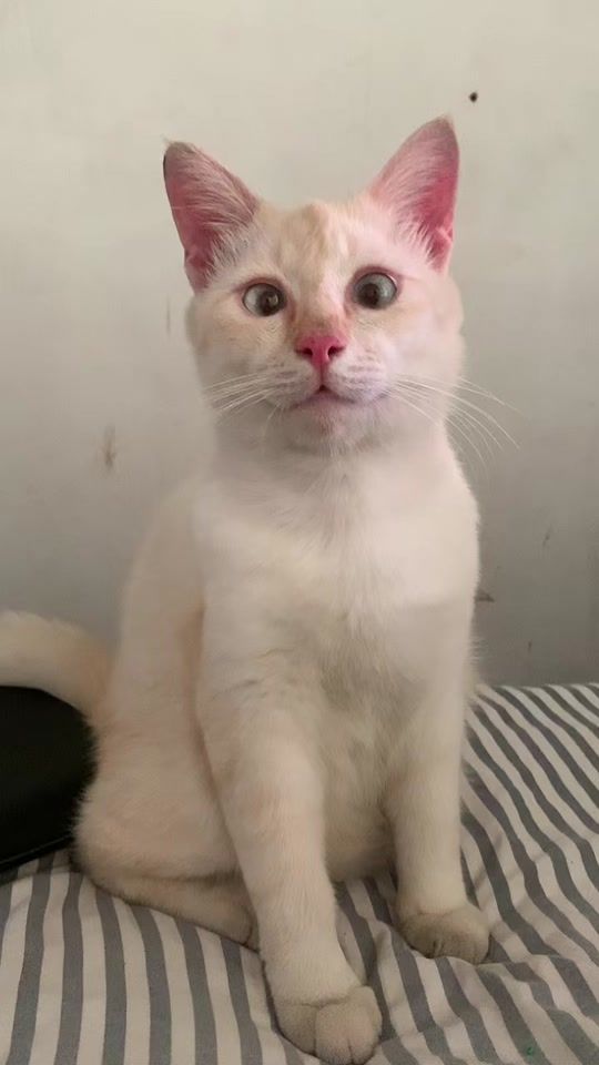 TikTok video thumbnail by tony030266