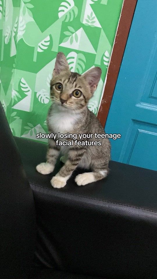 TikTok video thumbnail by stokinmeoww