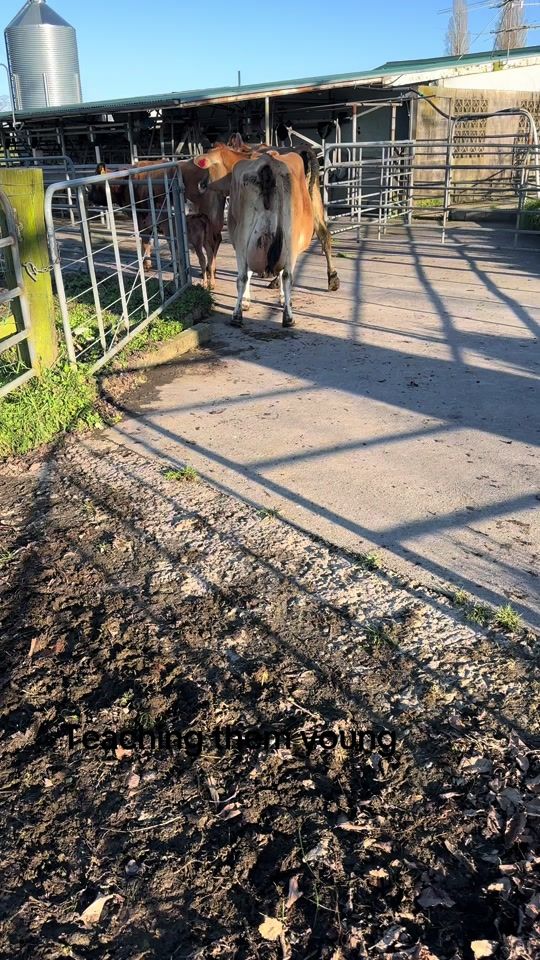TikTok video thumbnail by nzfarming124