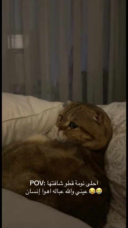 TikTok video thumbnail by leo.thecat5