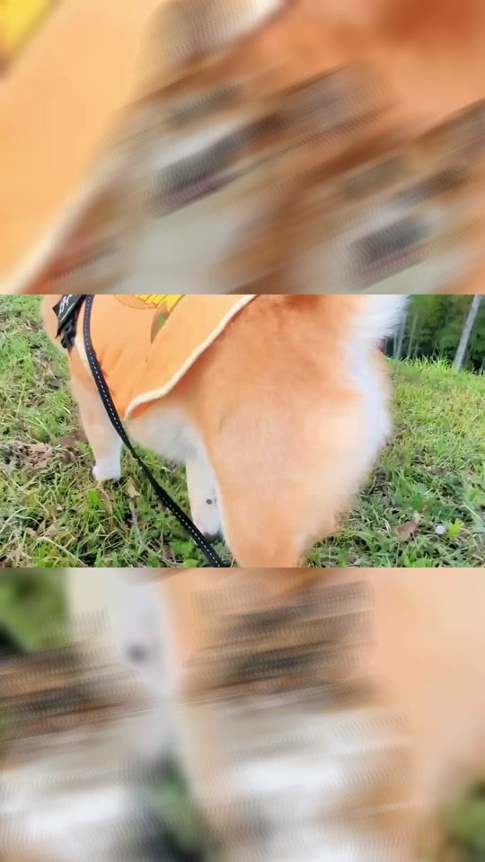 TikTok video thumbnail by shibainu_steve