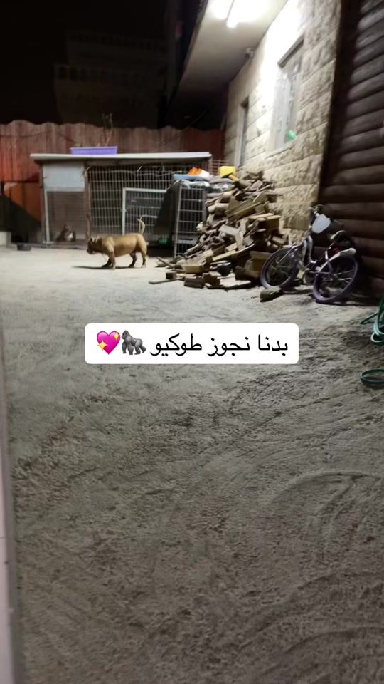TikTok video thumbnail by tcp.hamody