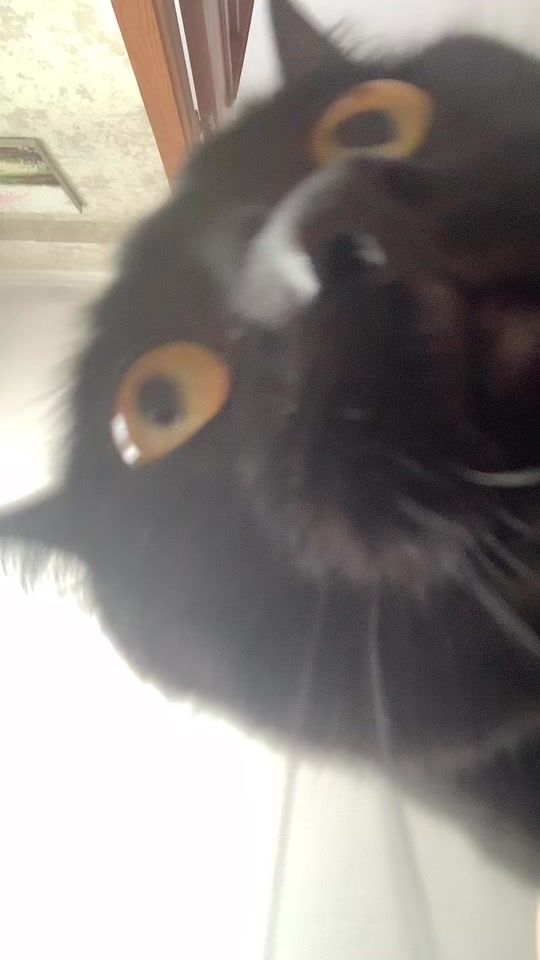 TikTok video thumbnail by colnisshko